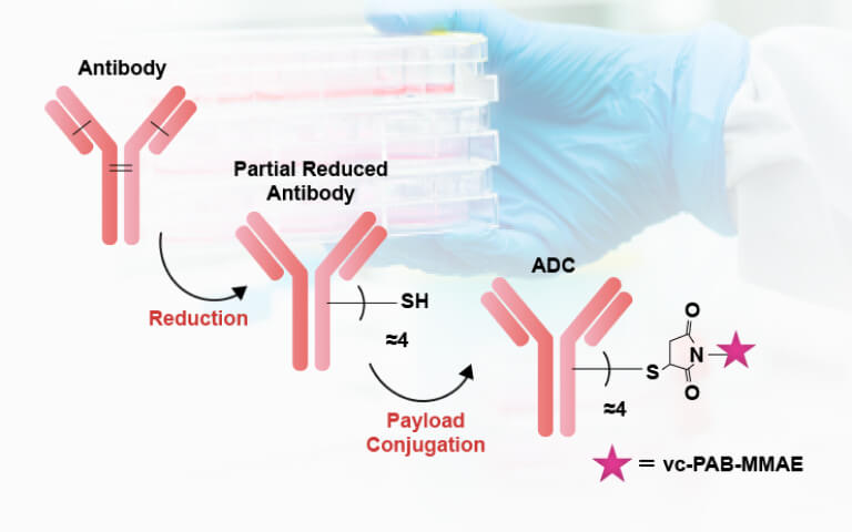 Complete ADC Conjugation in 3 Hours! Redefining Conjugation Speed and Precision